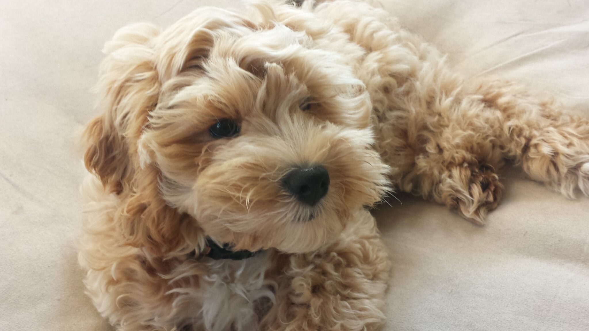 Golden Doodle Puppy