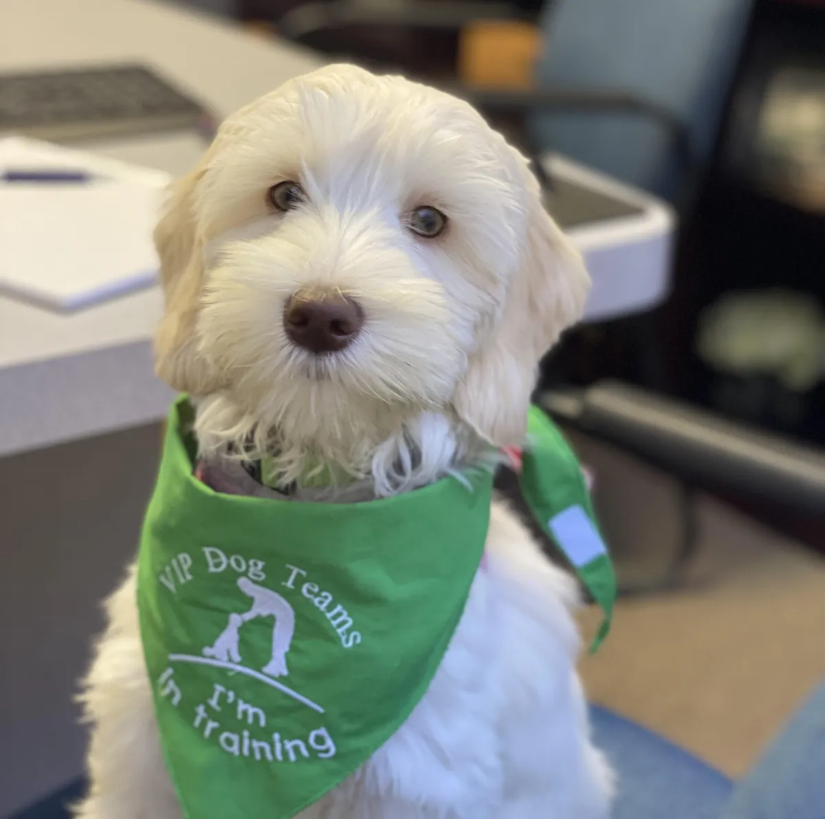 Lily with her Training Vest