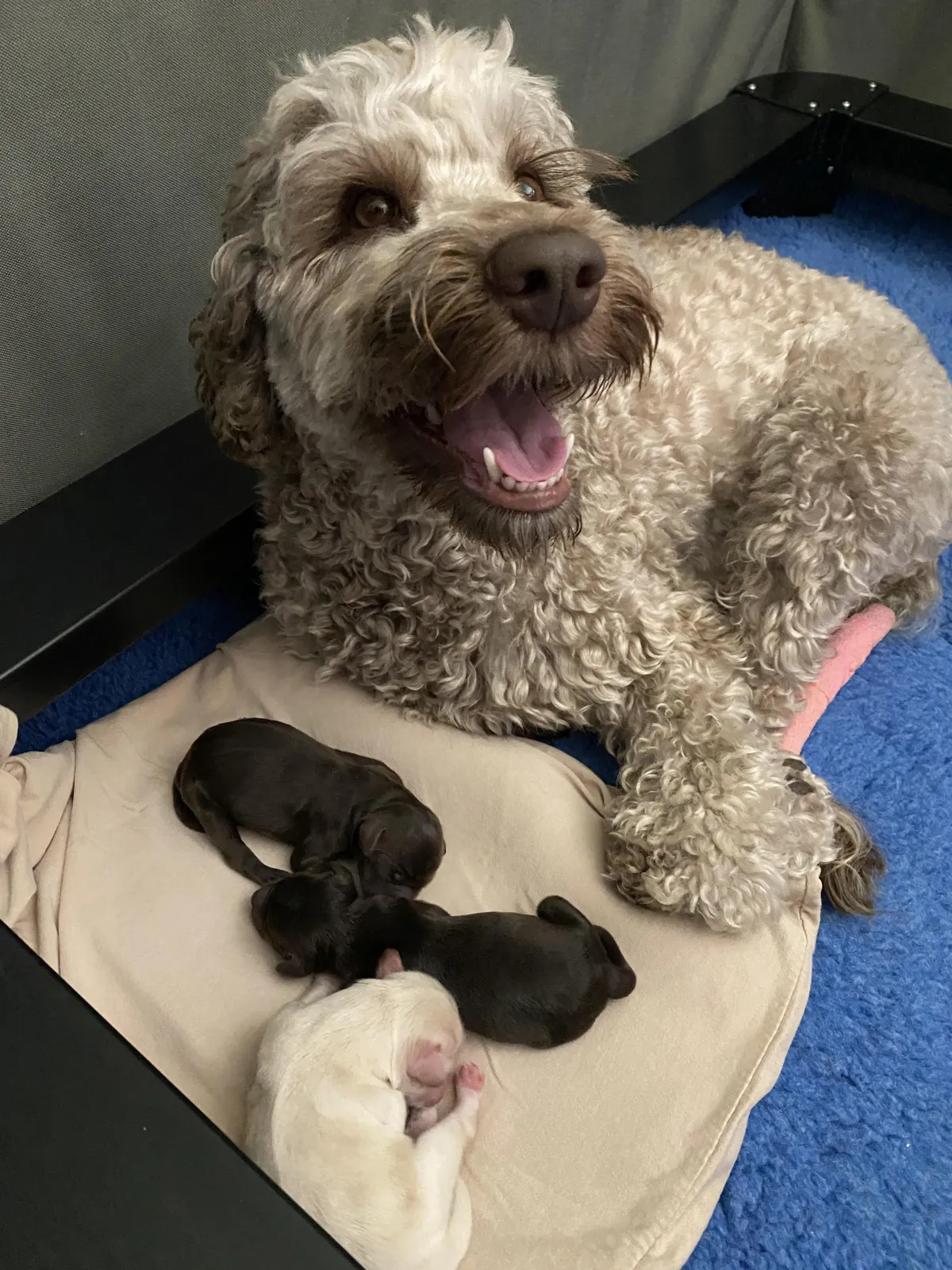 World Travelers - Mom and Pups